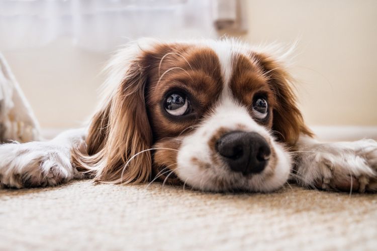 Huisdier hond via Pixabay