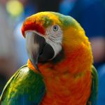 Ook in hoger beroep schadevergoeding voor doodgeschrokken papegaaien
