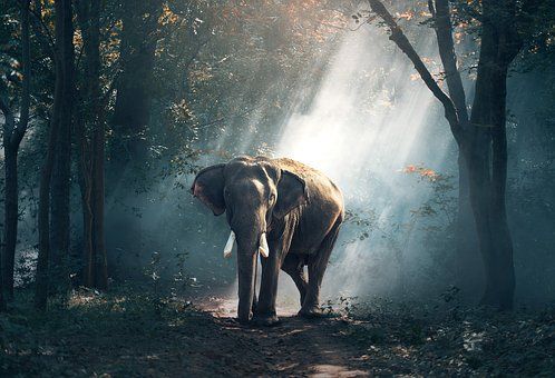 Klimaat olifant via Pixabay 2018