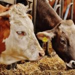 Elektra- en brandveiligheidskeuring verplicht voor veehouderijen